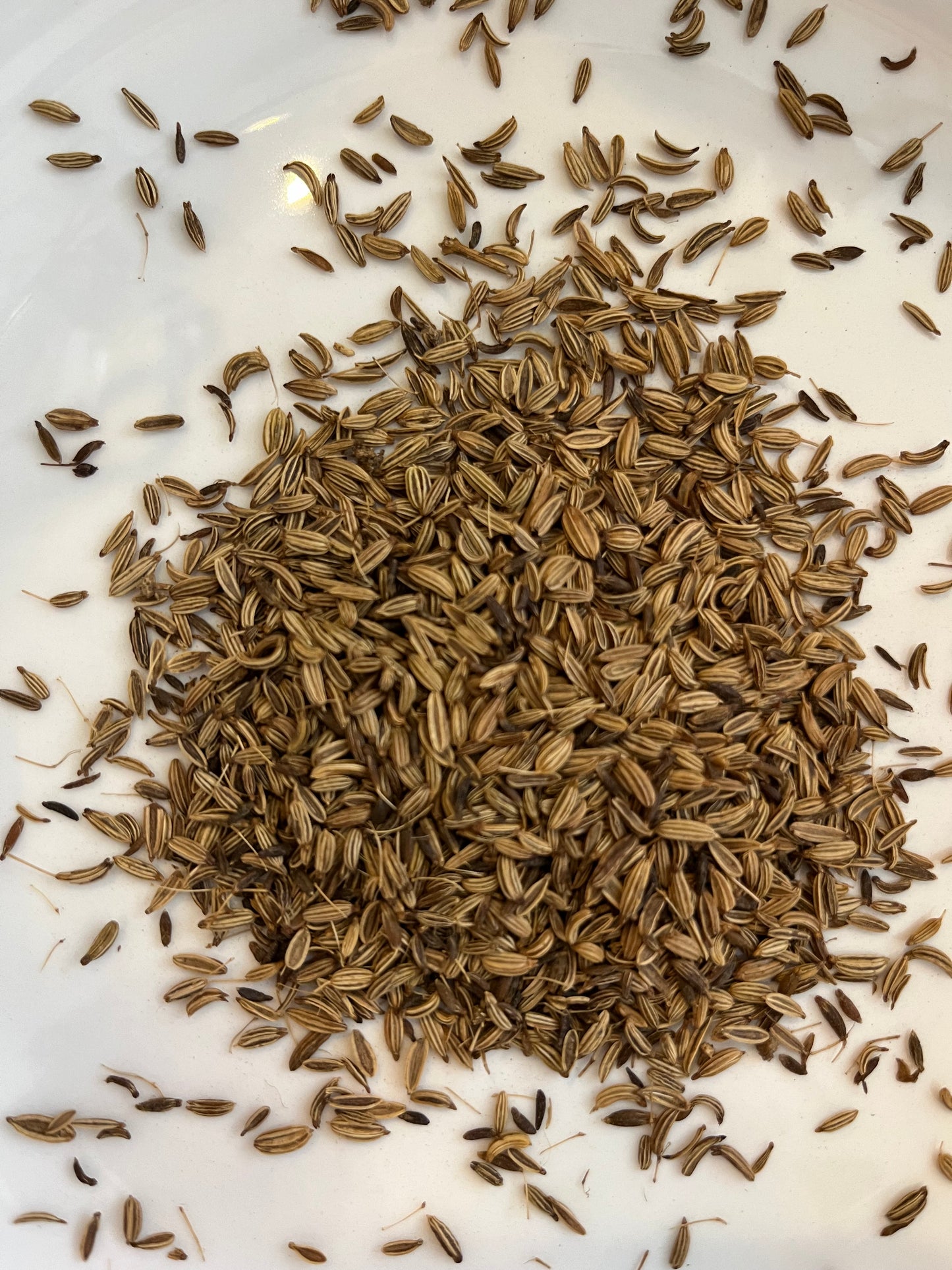 Fennel Seed 10g