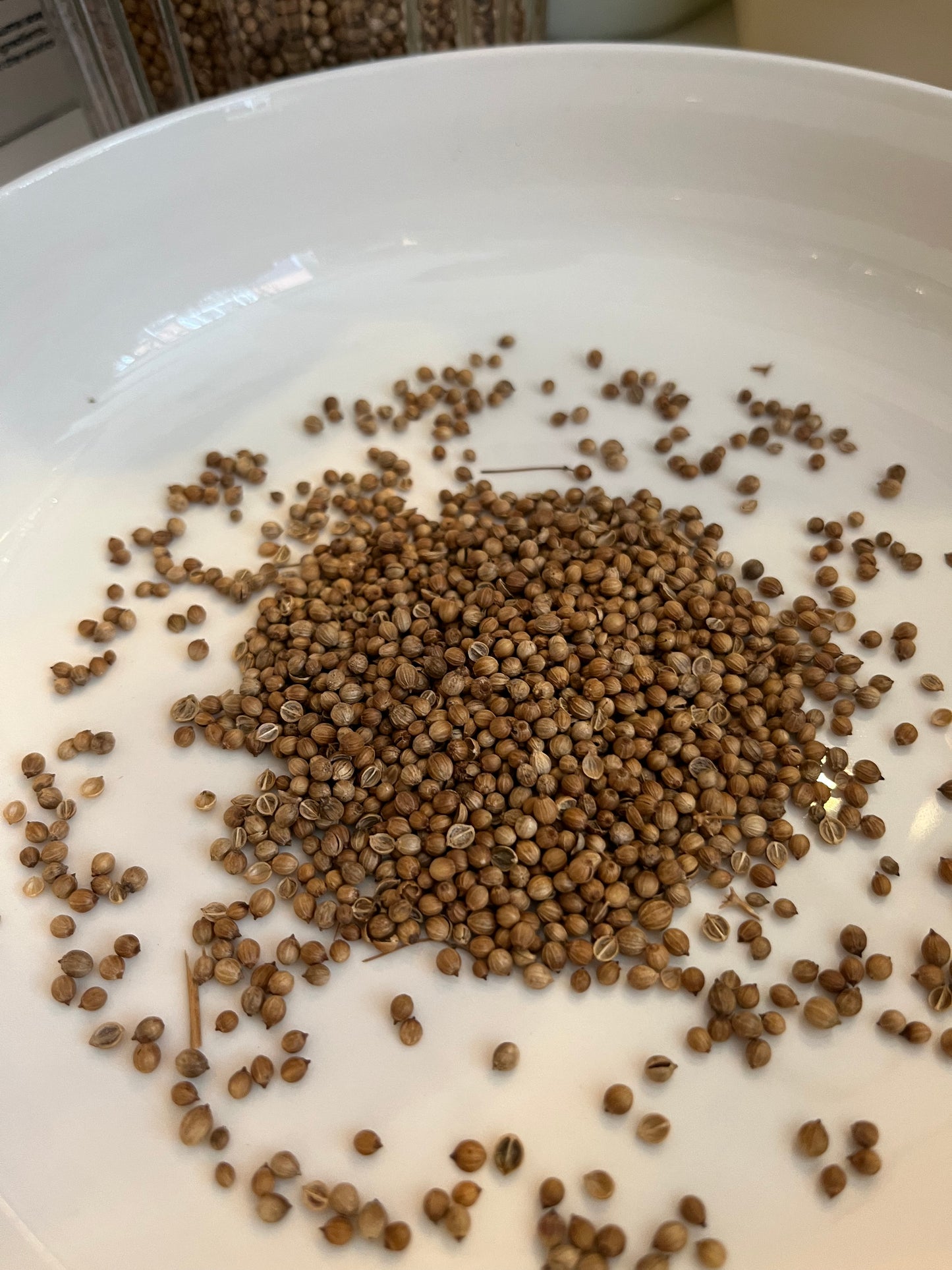 Coriander 10g