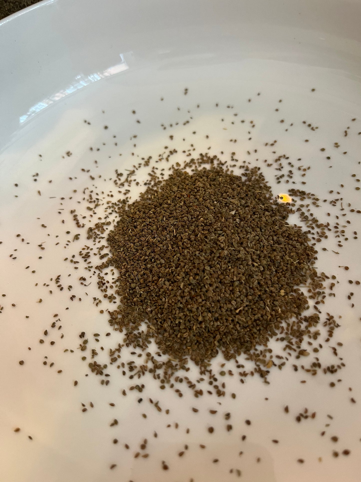 Celery Seed 10g