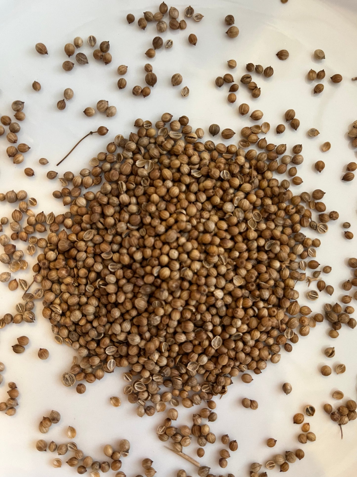 Coriander 10g